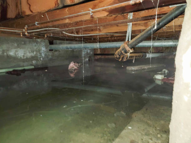 Best Water damage cleanup near me  in Rio, VA