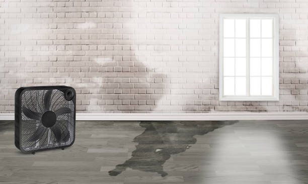 Best Basement water damage restoration  in Rio, VA